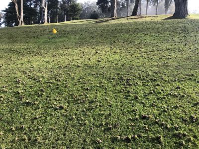 Commercial Lawn Aeration