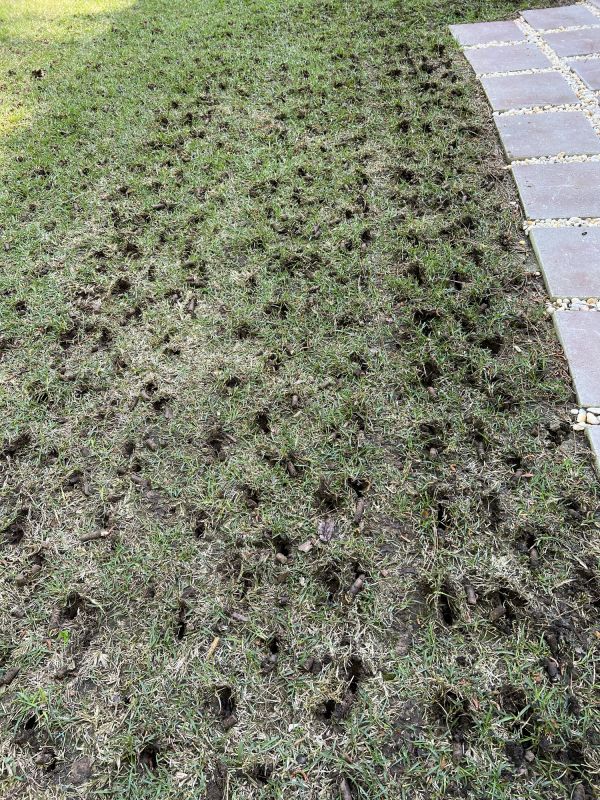 Commercial Lawn Aeration