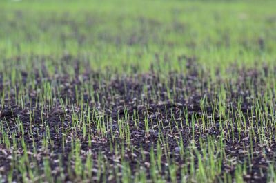 Commercial Lawn Seeding