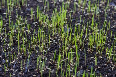 Commercial Lawn Seeding