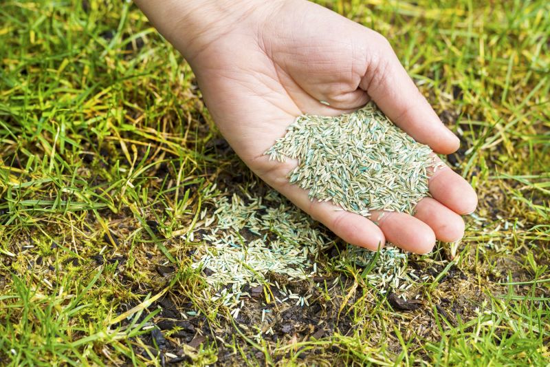 Commercial Lawn Seeding