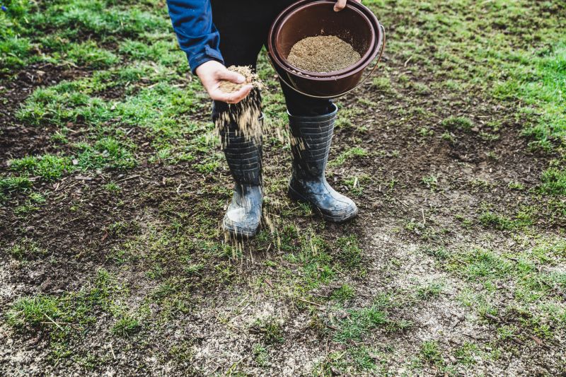 Commercial Lawn Seeding