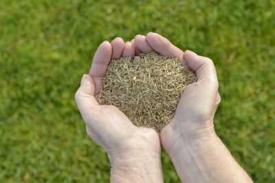 Commercial Lawn Seeding