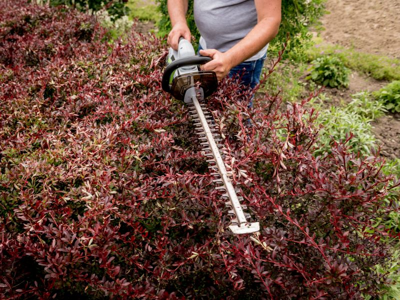 Hedge Trimming