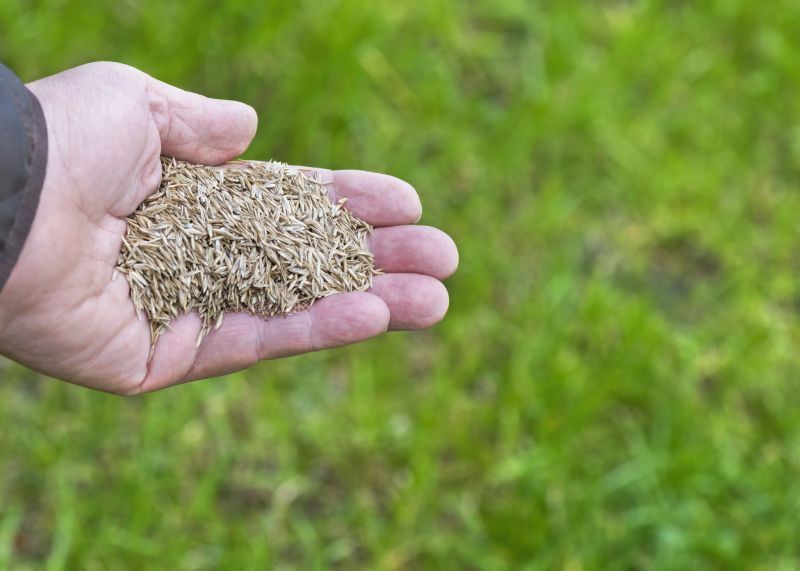Lawn Seeding