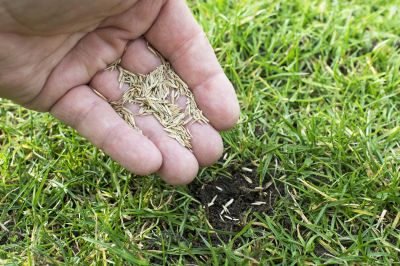 Lawn Seeding