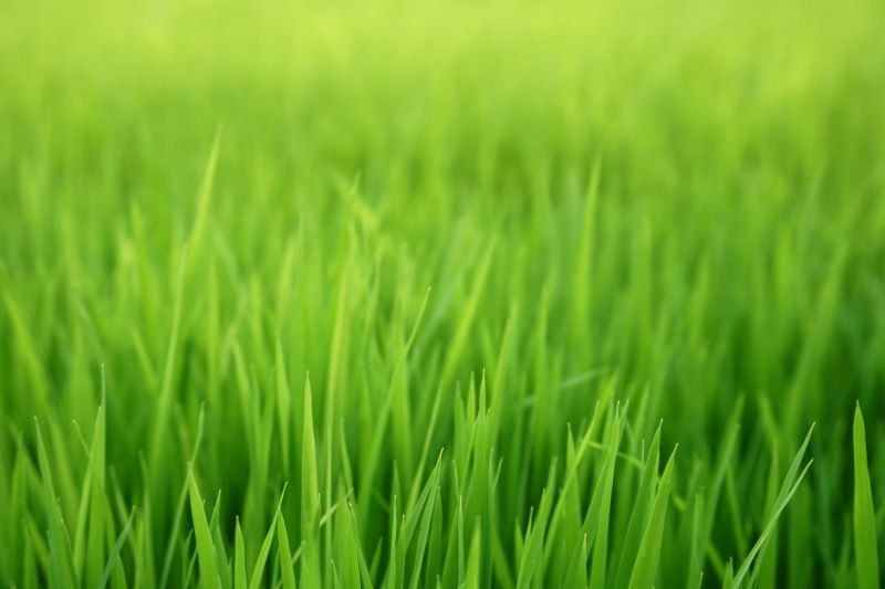 Lawn Seeding