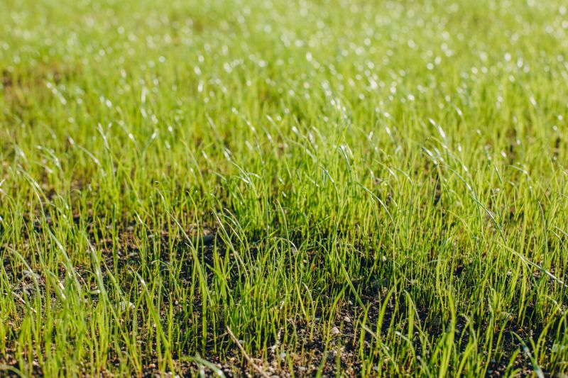 Lawn Seeding