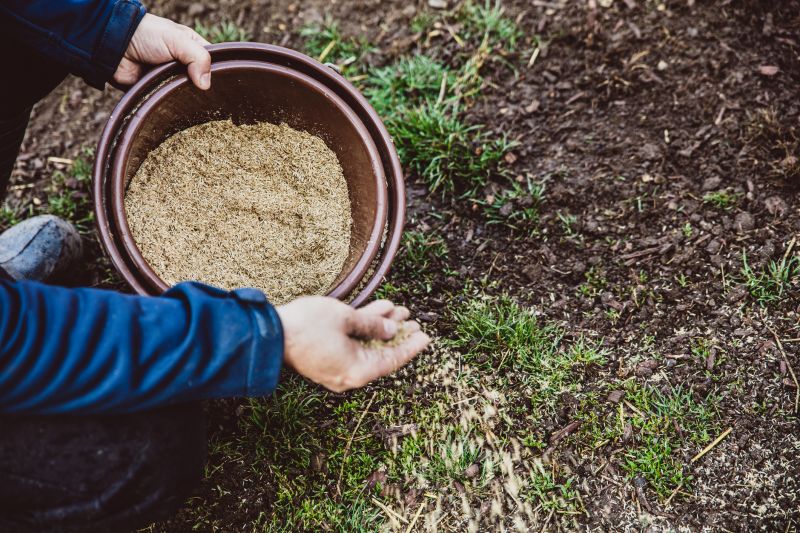 Lawn Seeding