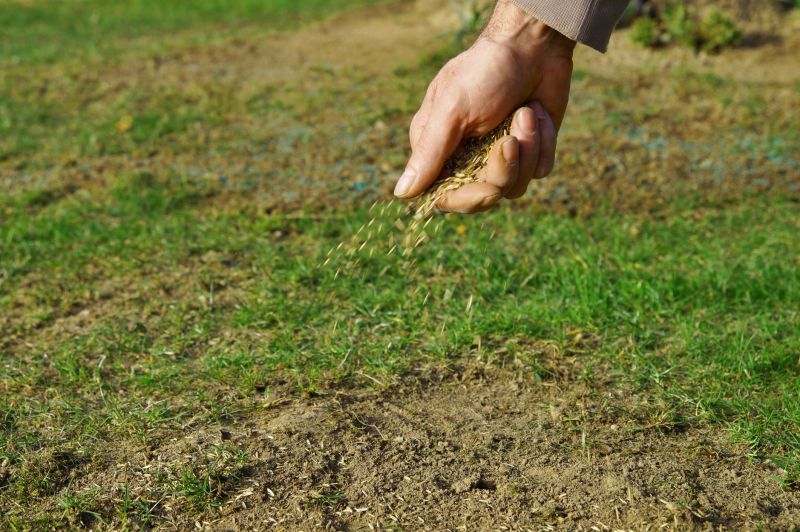 Lawn Seeding