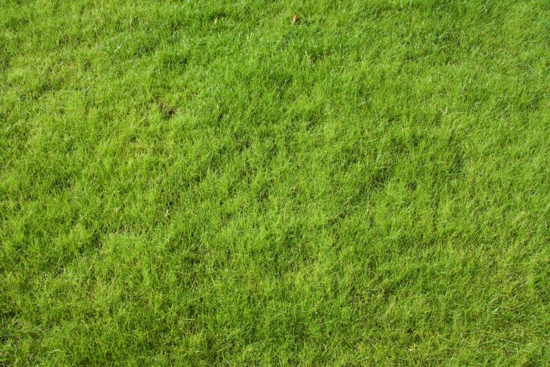 Lawn Seeding
