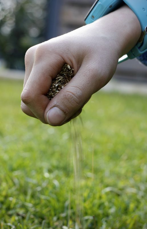 Lawn Seeding