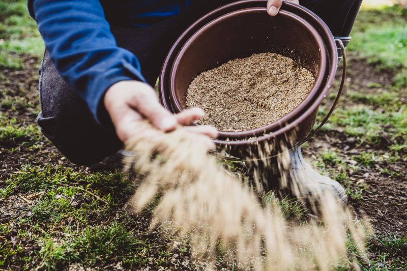 Lawn Seeding
