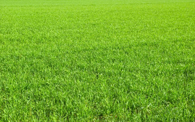 Lawn Seeding