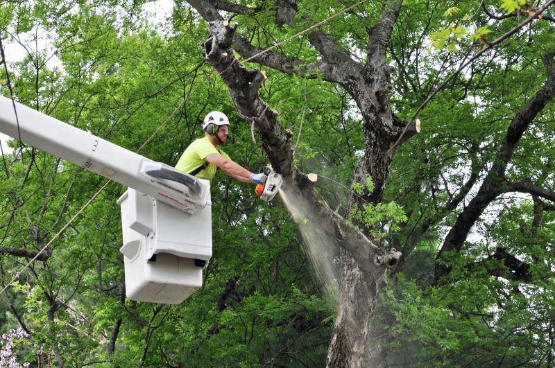 Leaf Removal