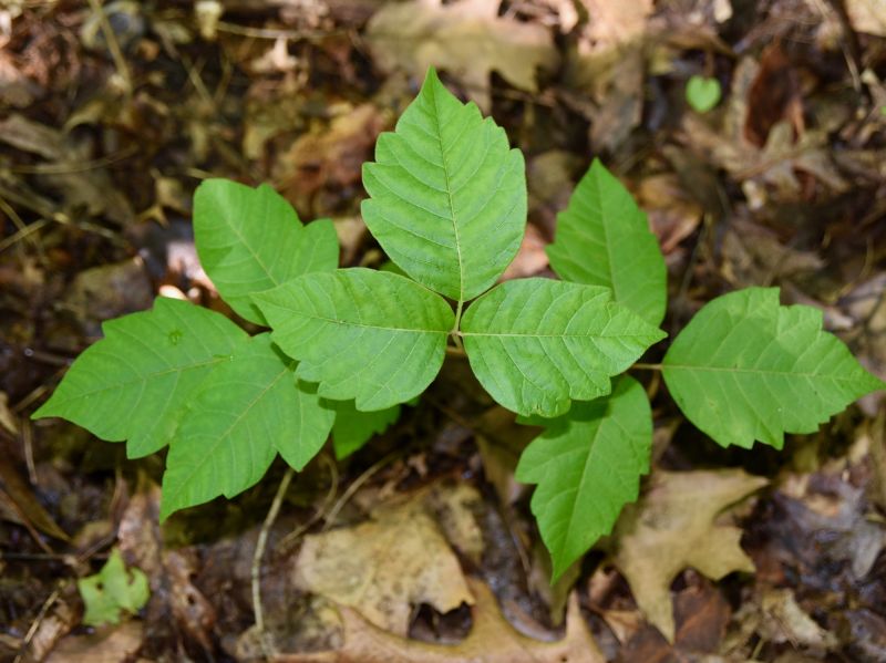 Poison Ivy Removal