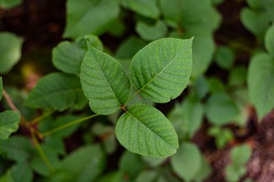 Poison Ivy Removal