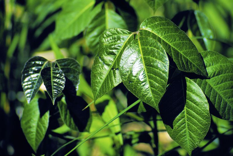 Poison Ivy Removal