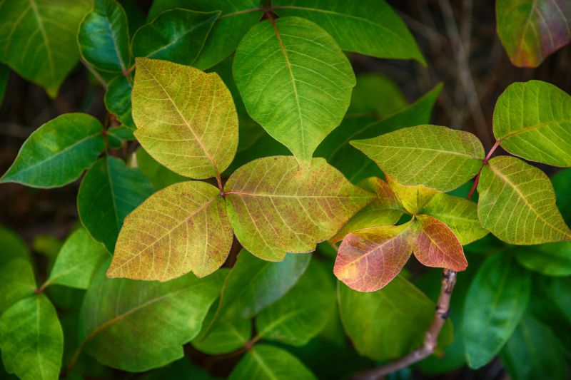 Poison Ivy Removal
