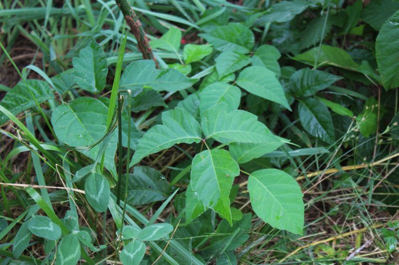 Poison Ivy Removal