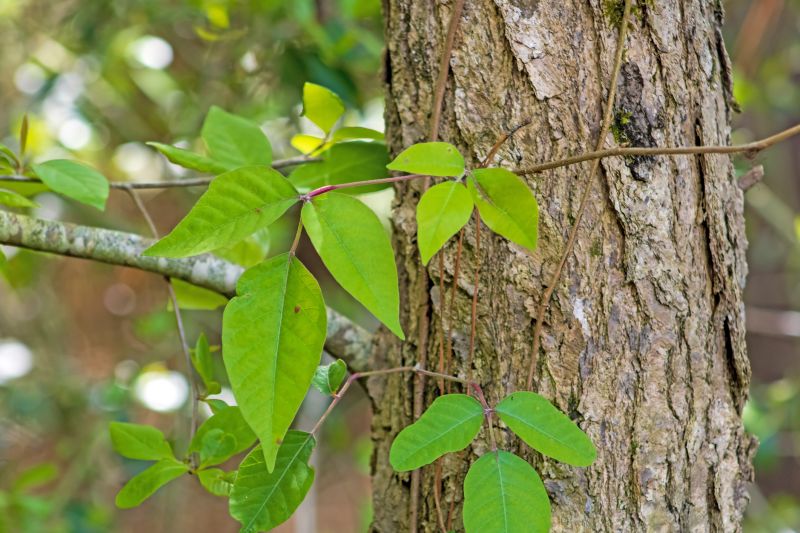Poison Ivy Removal