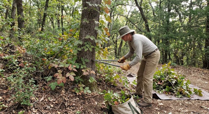 Poison Ivy Removal