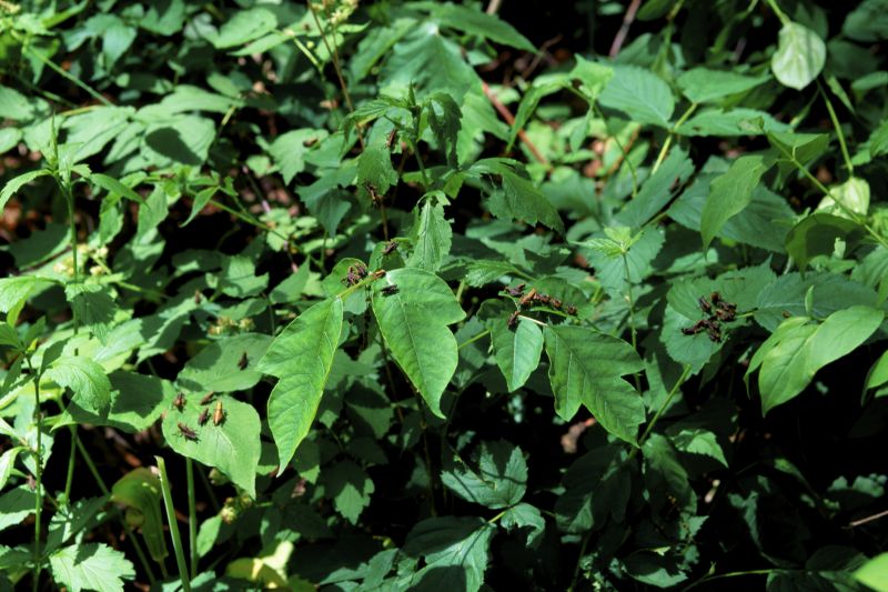 Poison Ivy Removal