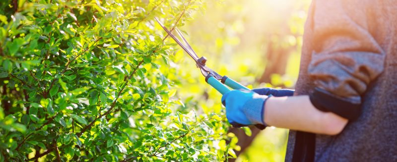 Shrub Trimming