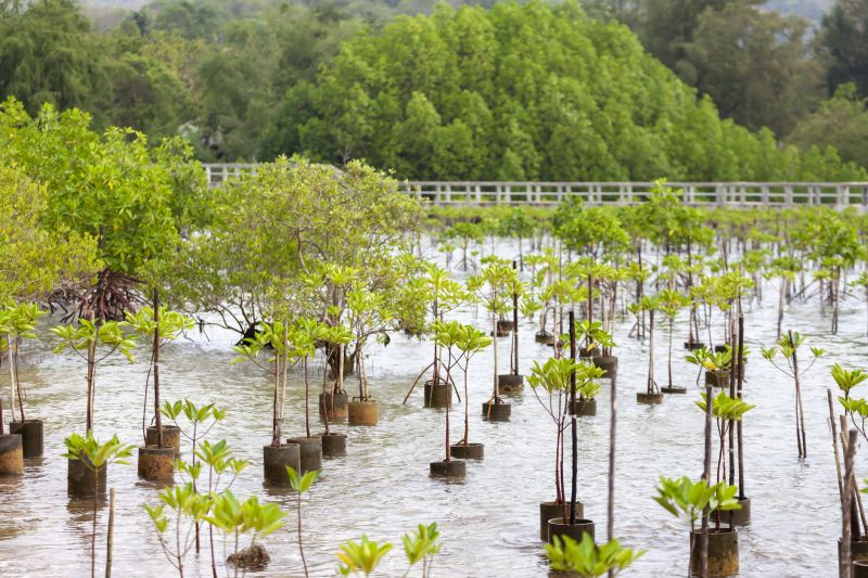 Tree Planting