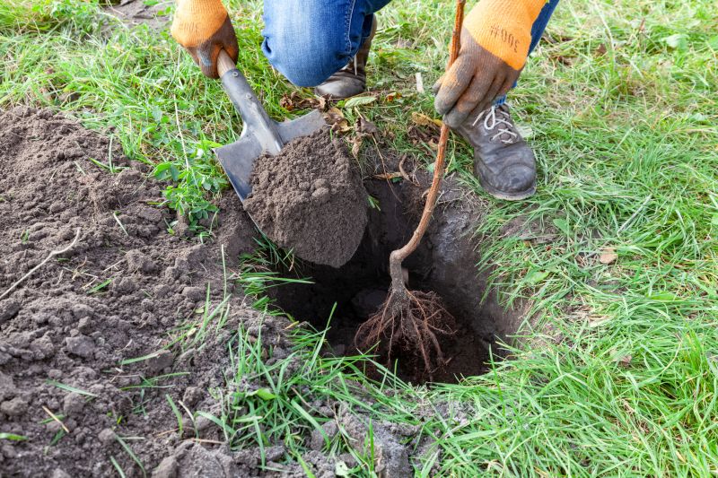 Tree Planting