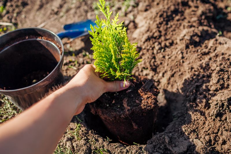 Tree Planting