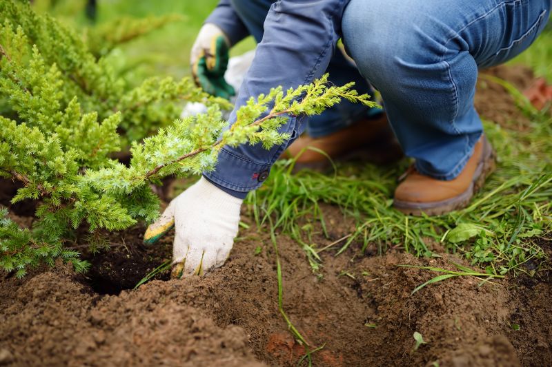 Tree Planting