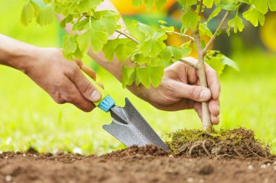 Tree Planting