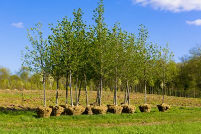 Tree Planting