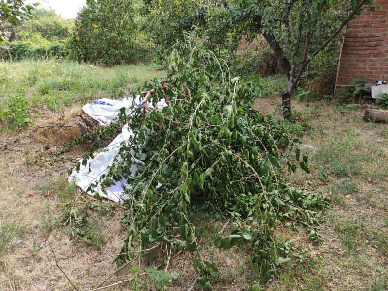 Wood Brush Pile Removal