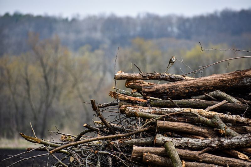 Wood Brush Pile Removal