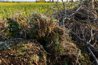 Wood Brush Pile Removal